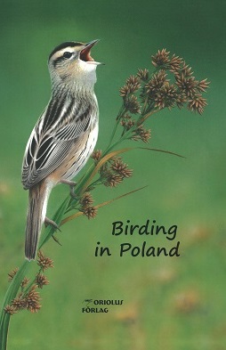 Birding in Poland, birdwatching, Aquatic Warbler, 